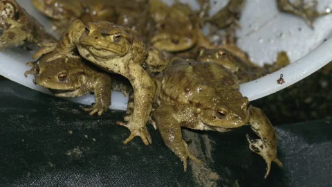 Toads crawling out of a bucket after being rescued during migration Stock Footage 266499461