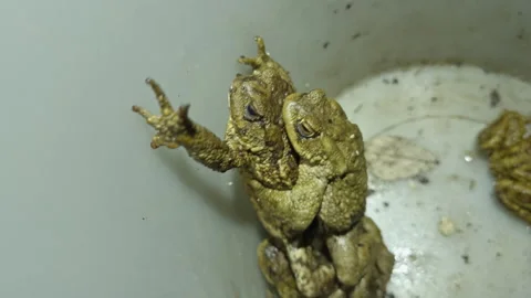 Toads crawling out of a bucket after being rescued during migration Stock Footage 303427908