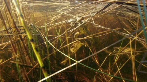 Toads diving at lake shore during spawning time Stock Footage 152851349