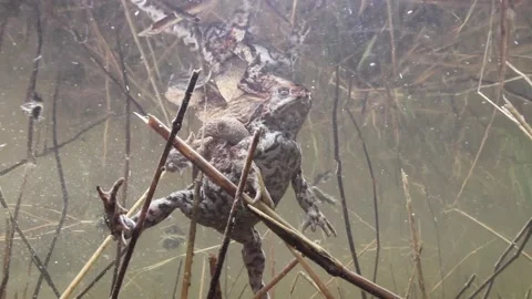 Toads during mating season Stock Footage 170380222