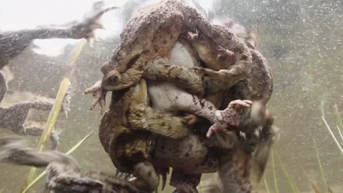 Toads during mating season Stock Footage 170409170