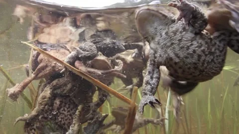 Toads during mating season Stock Footage 170411101