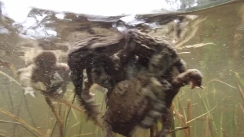 Toads during mating season Stock Footage 170411975