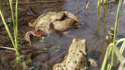 Toads during mating season Stock Footage 170413132