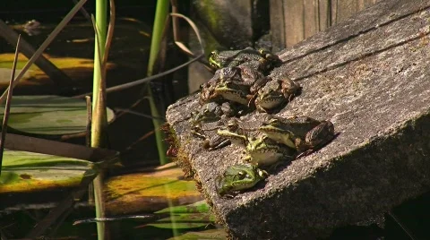 Toads jumping off moss covered stone Vídeo Stock 413012