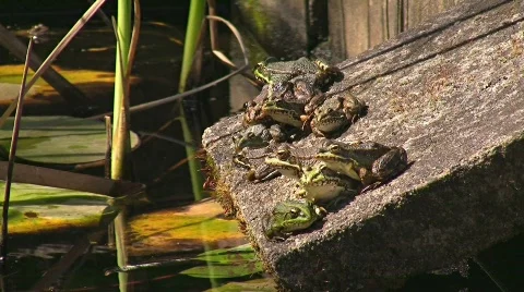 Toads jumping in pond Stock Footage 636436
