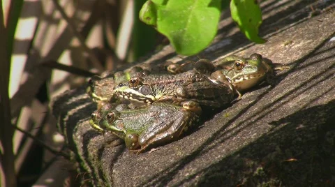 Toads jumping in pond Stock Footage 636917