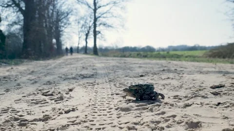 Toads mating and hopping across a sandy path 库存影片 335026976