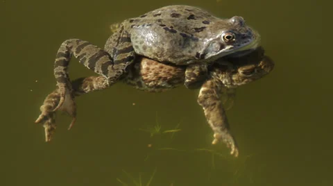 Toads mating Stock Footage 37847986