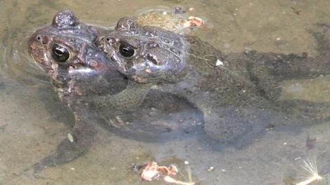 Toads mating Stock Footage 114582303