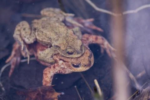 Toads mating while swimming in pond at spring Stock Photos