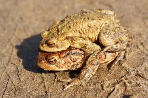 Toads Stock Photos