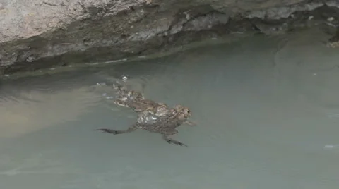 Toads playing together Stock Footage 39977299