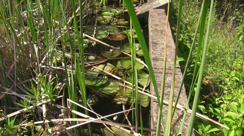 Toads in pond on water lily Stock Footage 636464