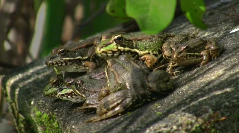 Toads resting on moss covered stone Vidéo 413728