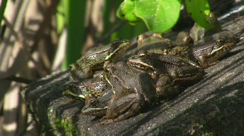 Toads resting on moss covered stone Stock Footage 413759