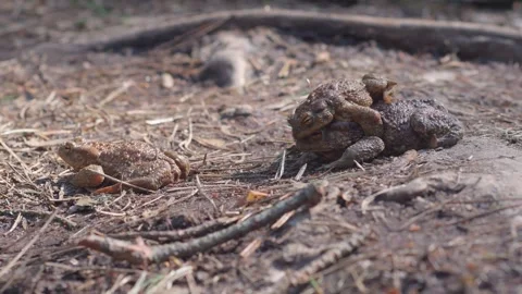 Toads sit on top of each other during breeding. Stock Footage 340154356