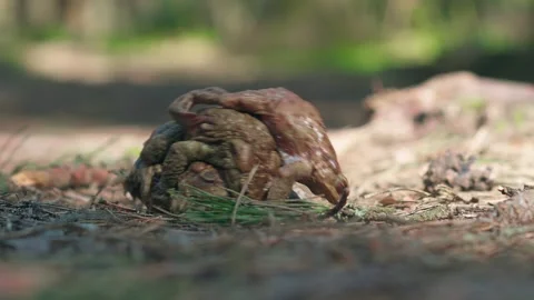Toads sit on top of each other during breeding. Stock Footage 340154387