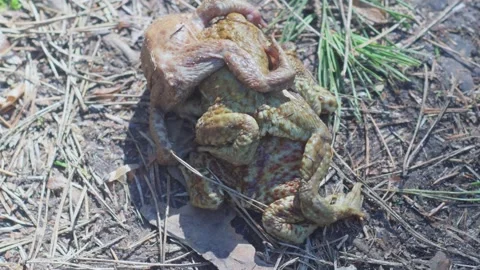 Toads sit on top of each other during breeding. Stock Footage 340154397