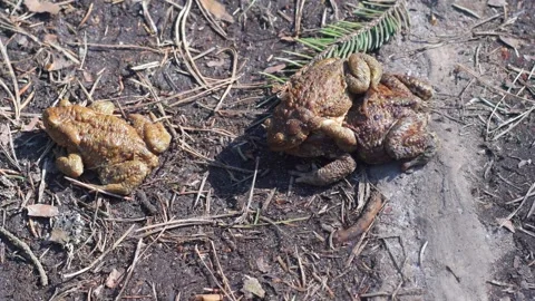Toads sit on top of each other during breeding. Stock Footage 341316883