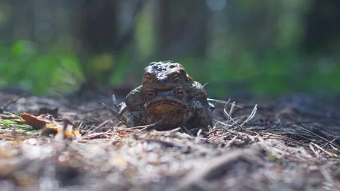 Toads sit on top of each other during breeding. Stock Footage 341316941