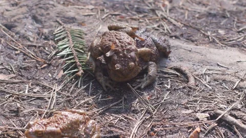 Toads sit on top of each other during breeding. 스톡 동영상 342595336