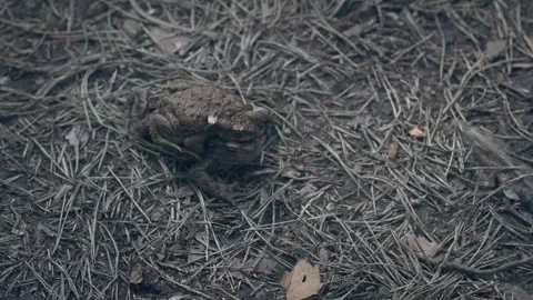Toads sit on top of each other during breeding. 스톡 동영상 342595564