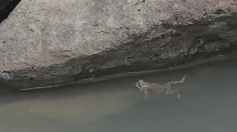 Toads swimming 3 Stock Footage 39980321