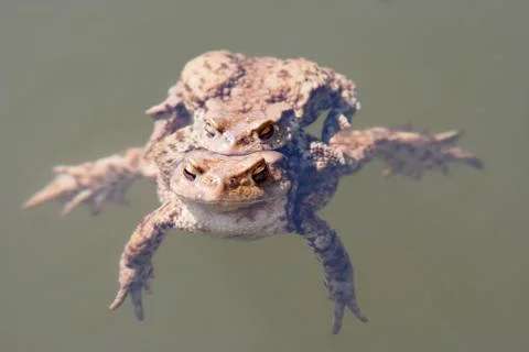 Toads in water - pairing Stock Photos