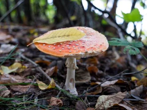 Toadstool amanita mushroom in the grass Stock Photos