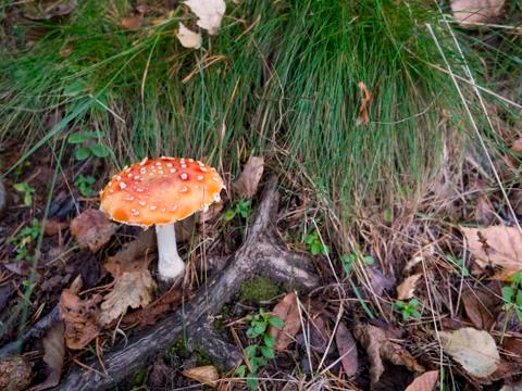 Toadstool amanita mushroom in the grass Stock Photos