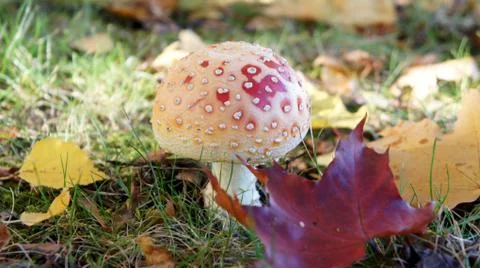 Toadstool among maple leaves  Stock Photos