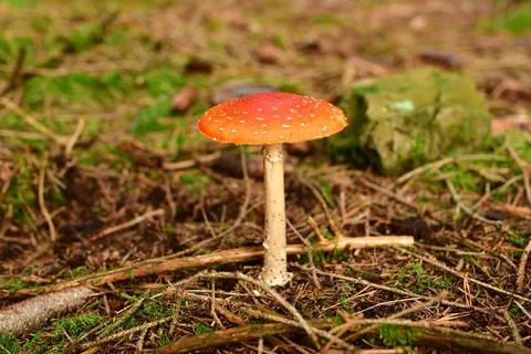 Toadstool Autumn Fall Forest odenwald germany Foto stock