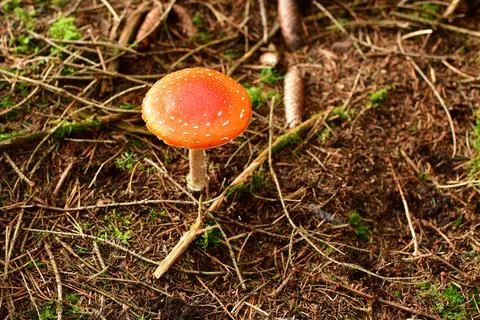 Toadstool Autumn Fall Forest odenwald germany Stock Photos
