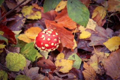 Toadstool in autumn leaves Stock Photos