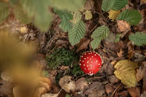 Toadstool, close up of a mushroom in the forest Stock Photos