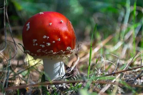 Toadstool close up Stock Photos