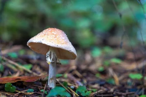Toadstool in close-Up view in natural environment of autumn forest. 写真素材