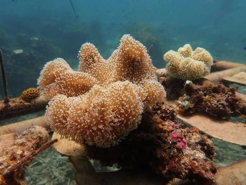 Toadstool coral found in Malaysia Stock Photos