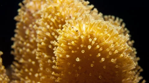 Toadstool Coral Sarcophyton Timelapse Stock Footage 66405592