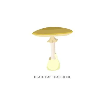 Toadstool death cap autumn forest poison mushroom a flat vector illustration. 스톡 일러스트