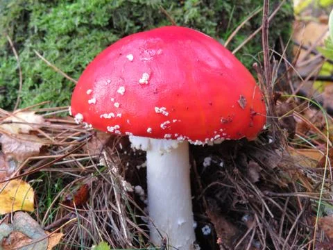 Toadstool, Fly Agaric - Red Poison Mushroom Stock Photos