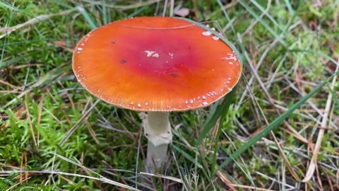 Toadstool Vídeos de archivo 143565427