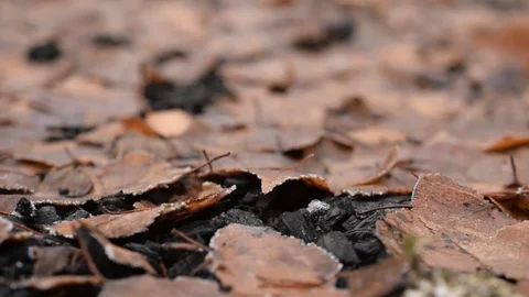 Toadstool in a forest in autumn Stock Footage 88221340