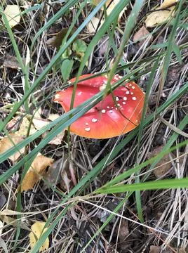 Toadstool in the grass Stock Photos