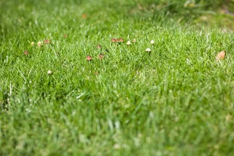 Toadstool on green grass Stock Photos