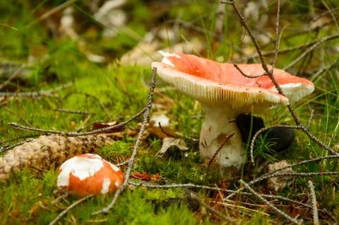 Toadstool growing on green moss in the forest. Fotos Stock