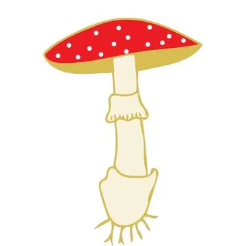Toadstool isolated on white background  microbiology science illustration - 1 Stock Illustration
