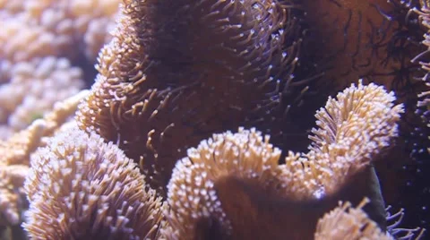Toadstool, Leather and Mushroom (Sarcophyton) Corals Stock Footage 8360424