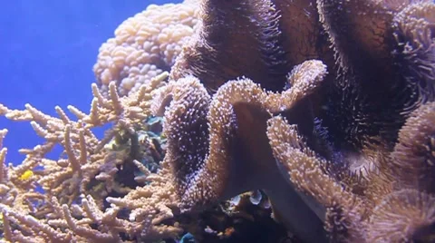 Toadstool, Leather and Mushroom (Sarcophyton) Corals Stock Footage 8362603